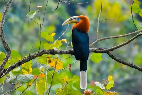 Bhutan Birding Adventure