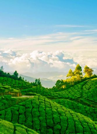 Munnar Tour Package with Tea Gardens and Hill Views