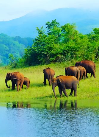 Thekkady Tour Package with Boating in Periyar Lake